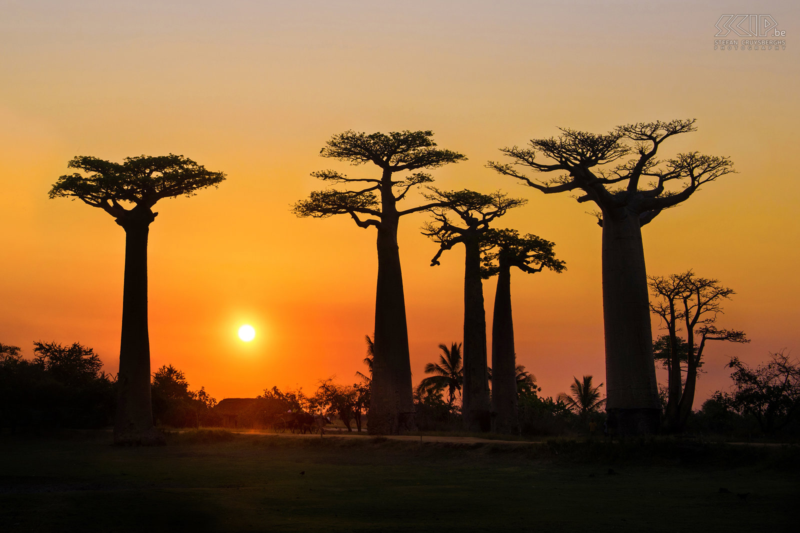 Zonsondergang aan de Baobablaan Een mooie zonsondergang aan de iconische baobab-laan in het westen van Madagskar. Stefan Cruysberghs